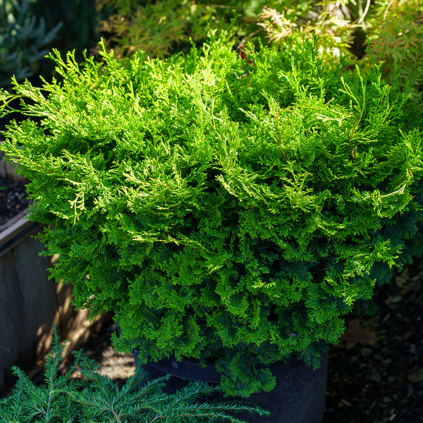 Tempelhof Hinoki Cypress