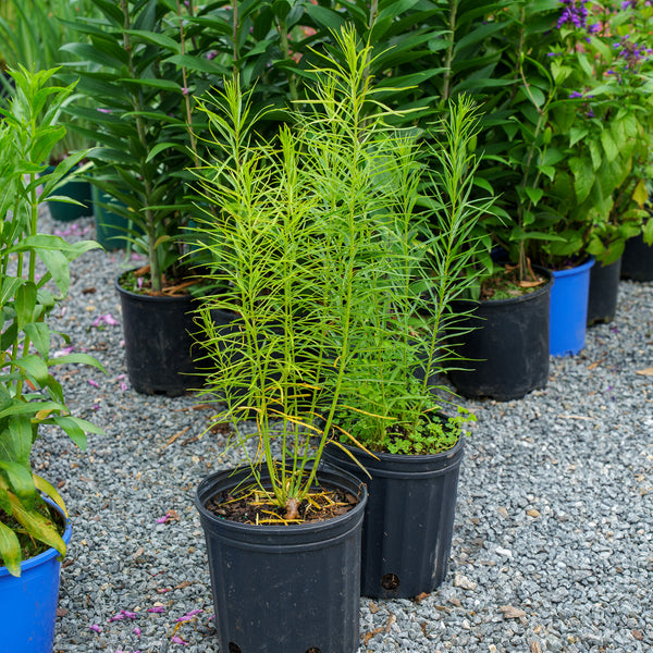 Threadleaf Bluestar