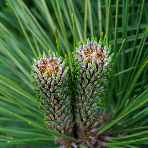 Thunderhead Japanese Black Pine - Pine - Conifers