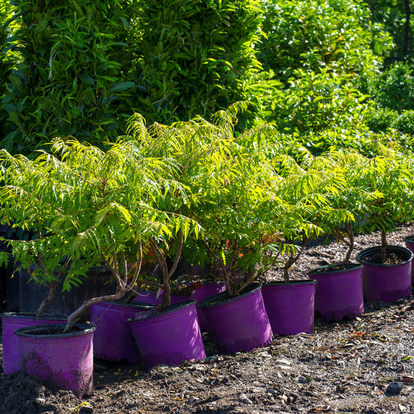 Tiger Eyes Sumac