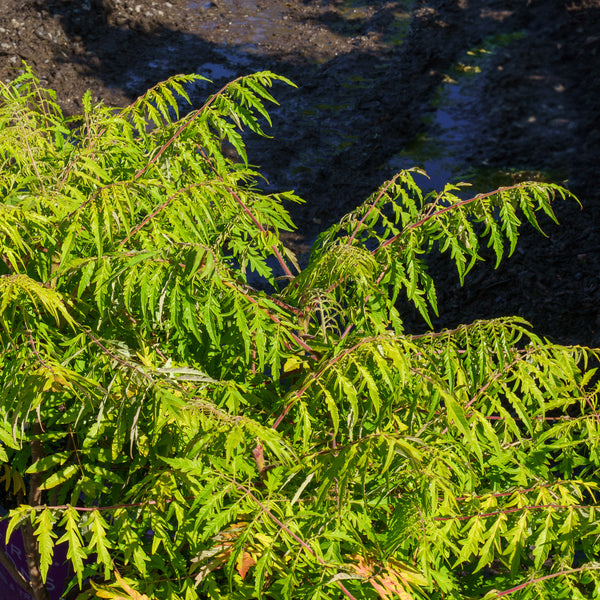 Tiger Eyes Sumac