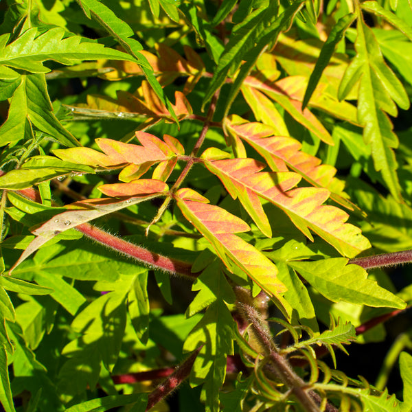 Tiger Eyes Sumac