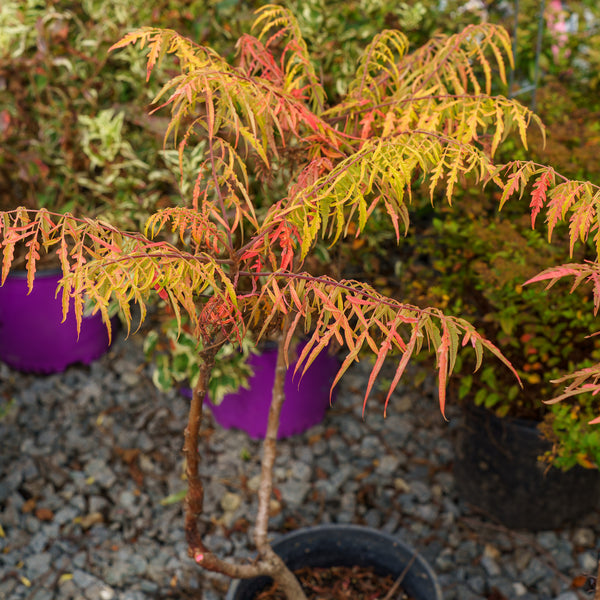 Tiger Eyes Sumac