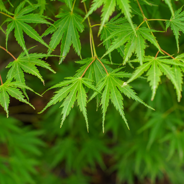 Tiger Rose Japanese Maple