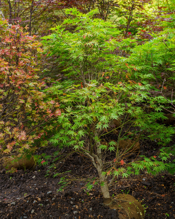Tiger Rose Japanese Maple