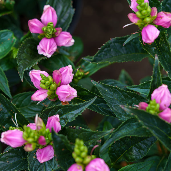 Tiny Tortuga Turtlehead