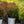 Load image into Gallery viewer, Tiny Wine Ninebark
