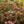 Load image into Gallery viewer, Tiny Wine Ninebark
