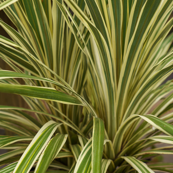 Torbay Dazzler Cordyline