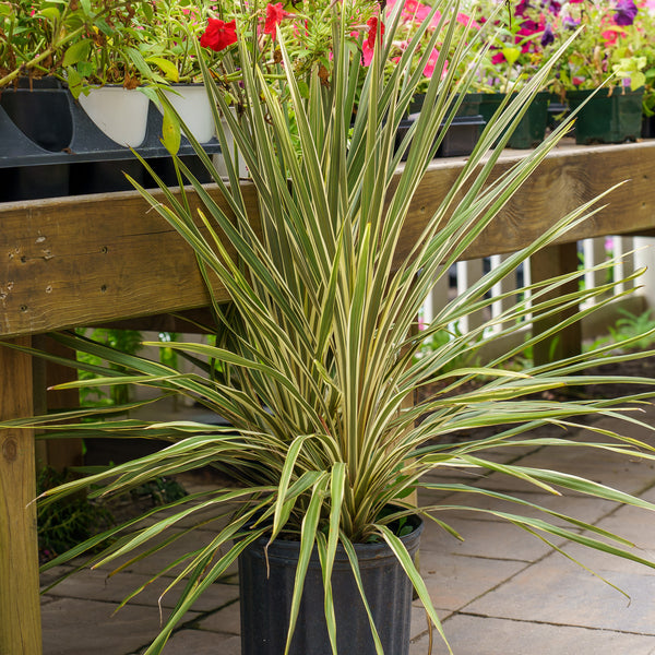 Torbay Dazzler Cordyline