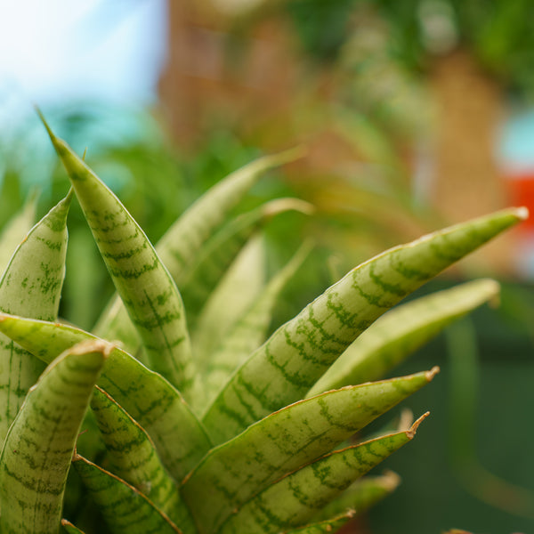 Tough Lady Snake Plant