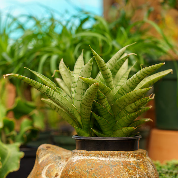 Tough Lady Snake Plant