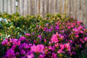 Tradition Azalea - Azalea - Shrubs