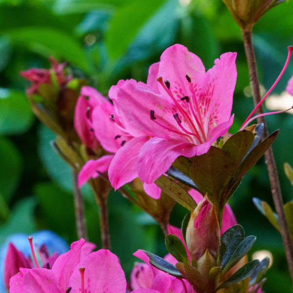 Tradition Azalea - Azalea - Shrubs