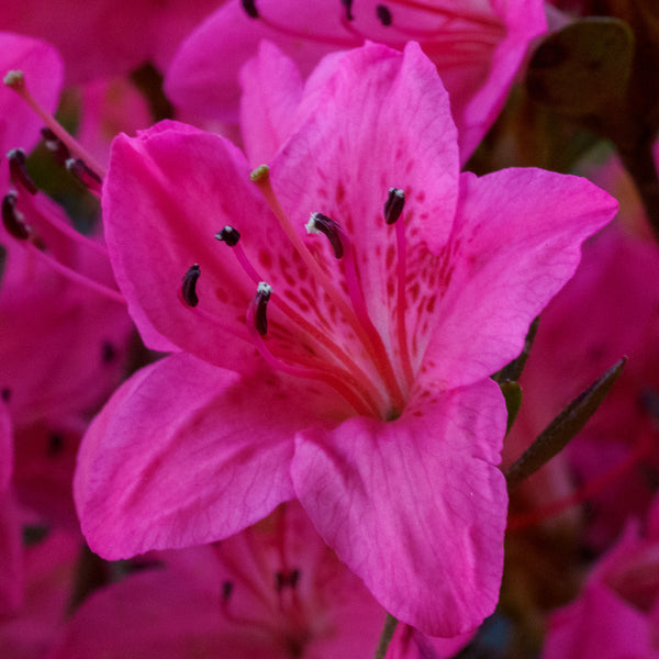 Tradition Azalea - Azalea - Shrubs