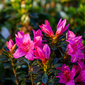 Tradition Azalea - Azalea - Shrubs