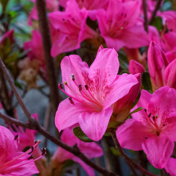 Tradition Azalea - Azalea - Shrubs