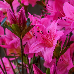 Tradition Azalea - Azalea - Shrubs