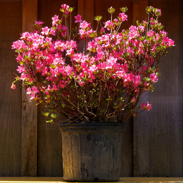 Tradition Azalea - Azalea - Shrubs