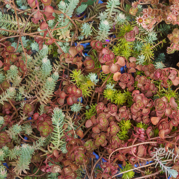 Trailing Trio Stonecrop