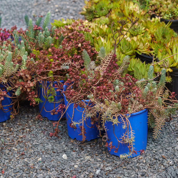 Trailing Trio Stonecrop