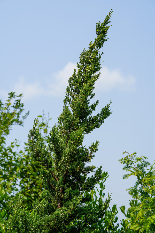 Trautman Juniper - Juniper - Conifers