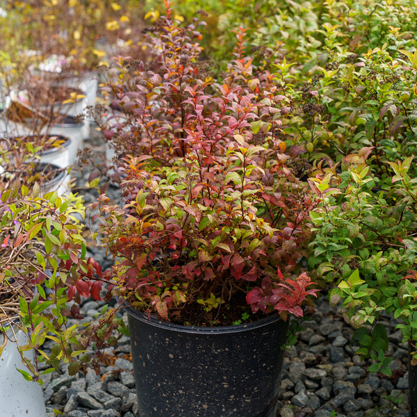 Tri-Color Japanese Spirea