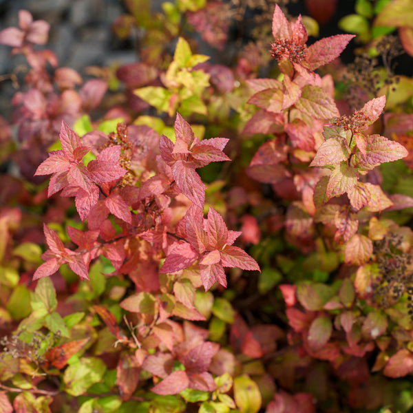 Tri-Color Japanese Spirea