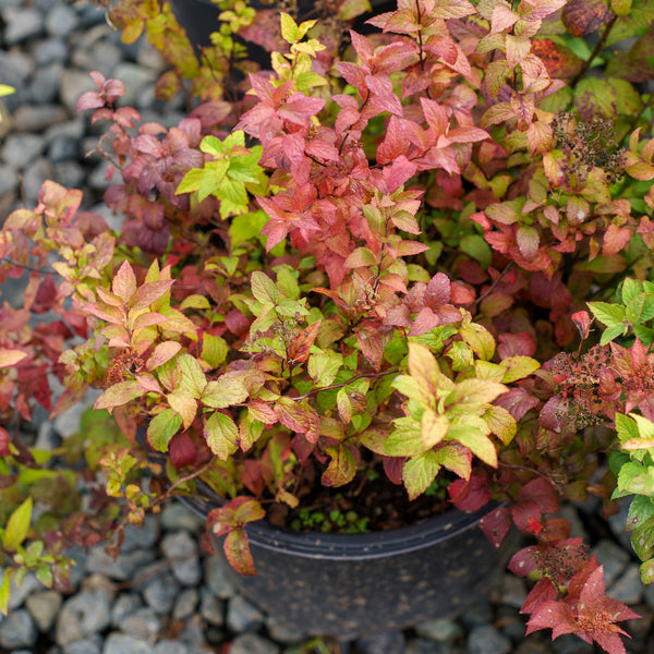 Tri-Color Japanese Spirea