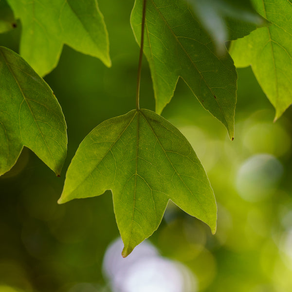 Trident Maple - Maple - Shade Trees