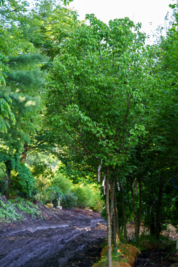 Trident Maple - Maple - Shade Trees