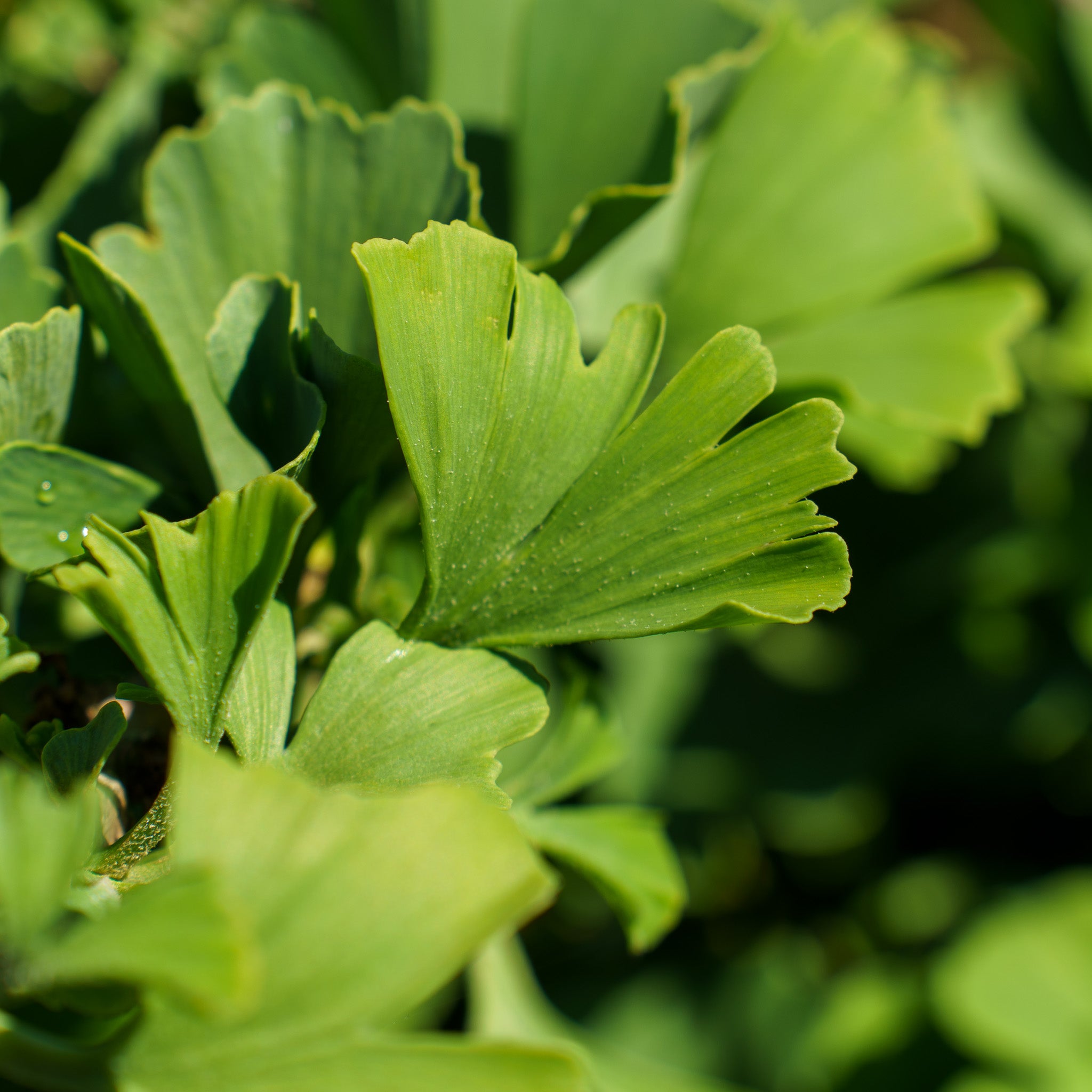 Troll Ginkgo – Plant Detectives