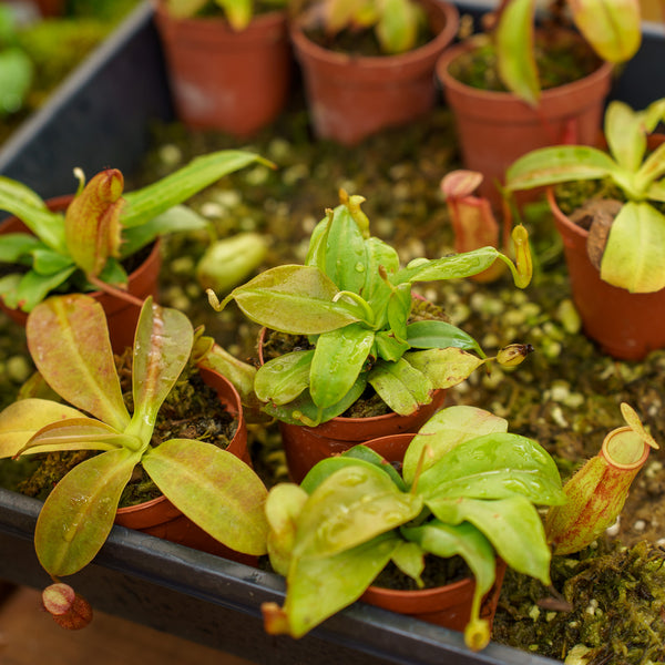 Assorted Carnivorous Plants