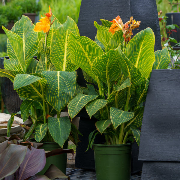 canna plant in pot Assorted Canna Lilies – Plant Detectives