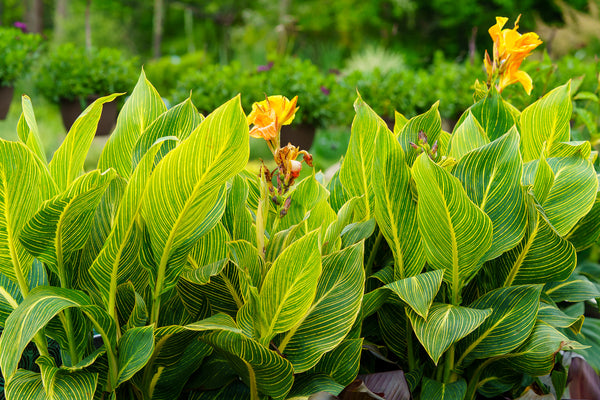 Tropicanna Gold Canna Lily