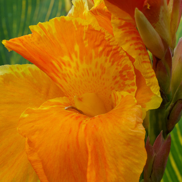 Tropicanna Gold Canna Lily