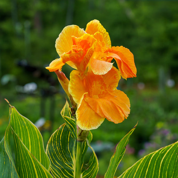 Tropicanna Gold Canna Lily