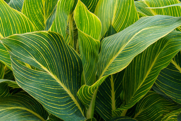 Canna Lily