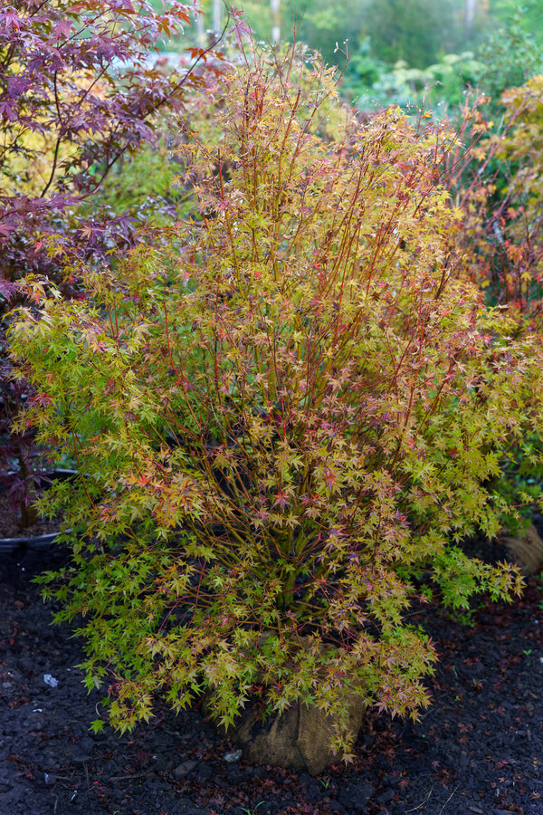 Tsukasa Silhouette Japanese Maple