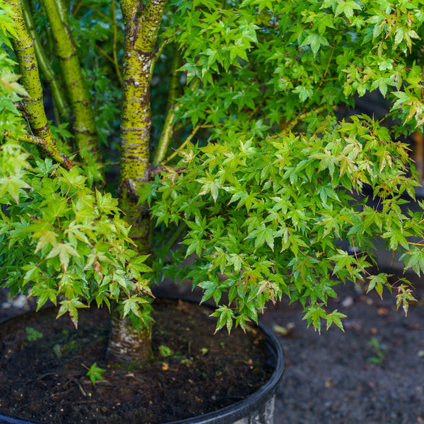 Tsukasa Silhouette Japanese Maple