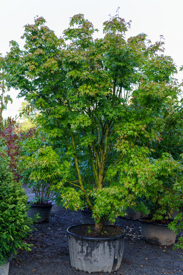 Tsukasa Silhouette Japanese Maple