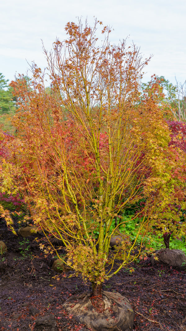 Tsukasa Silhouette Japanese Maple