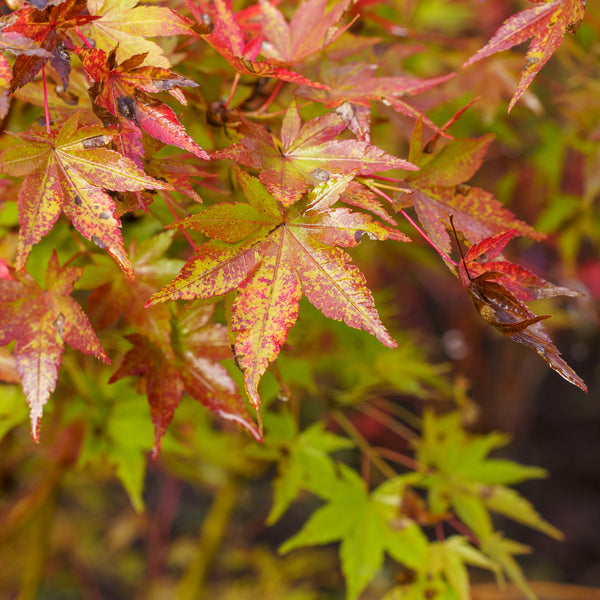 Tsukasa Silhouette Japanese Maple