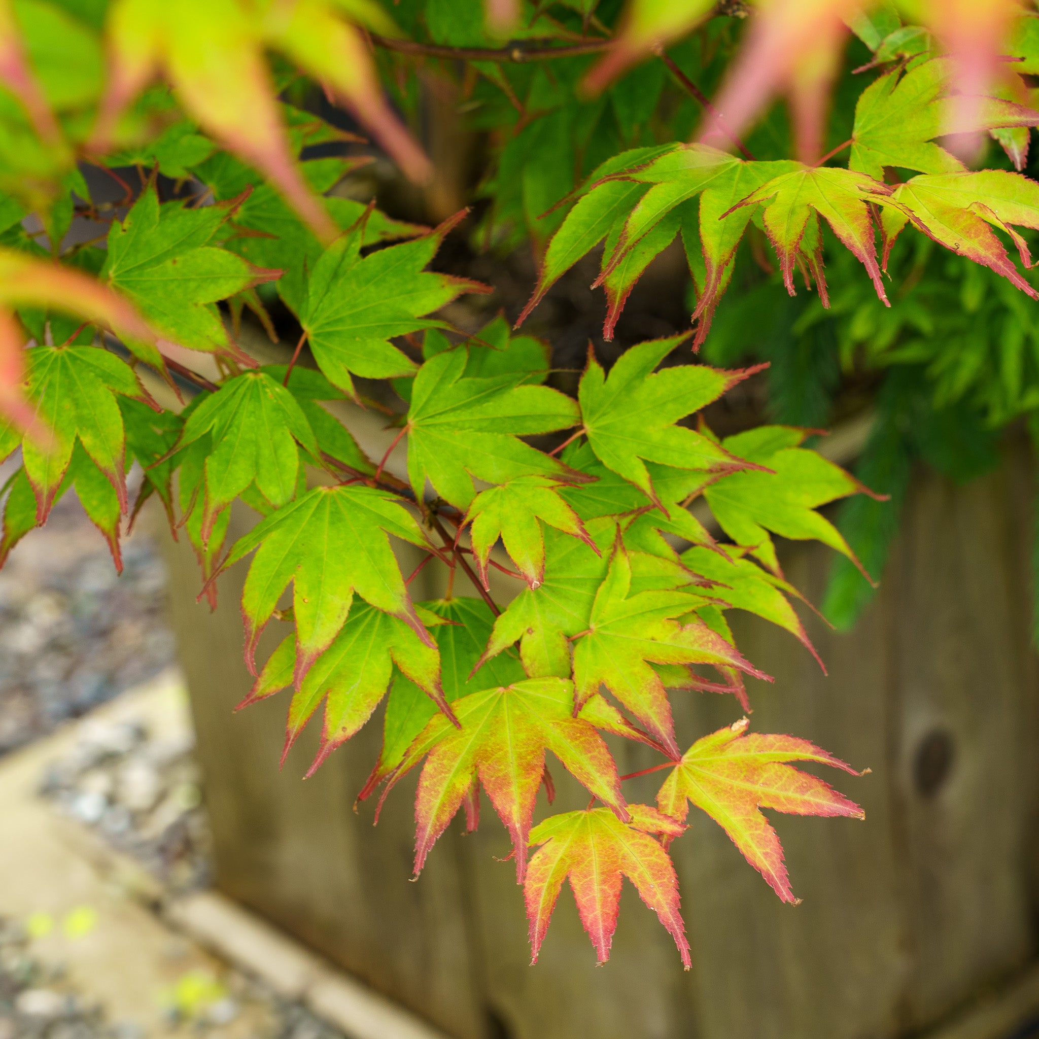 落葉樹 TOMO Tsuma Gaki Japanese Maple – Plant Detectives