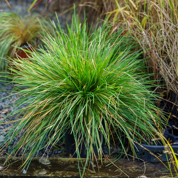 Tufted Hair Grass