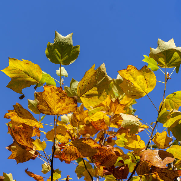 Tulip Tree