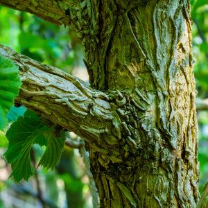 Turkish Hazel - Other Shade Trees - Shade Trees