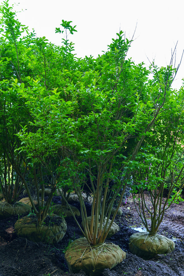 Tuskegee Crape Myrtle - Crape Myrtle - Flowering Trees