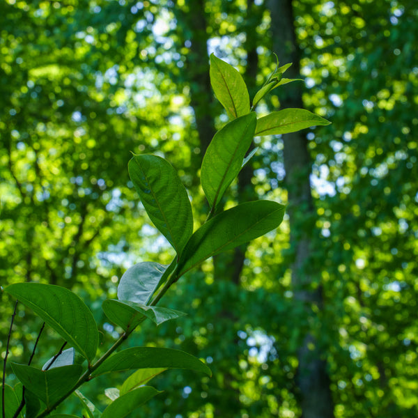 Tuskegee Crape Myrtle - Crape Myrtle - Flowering Trees