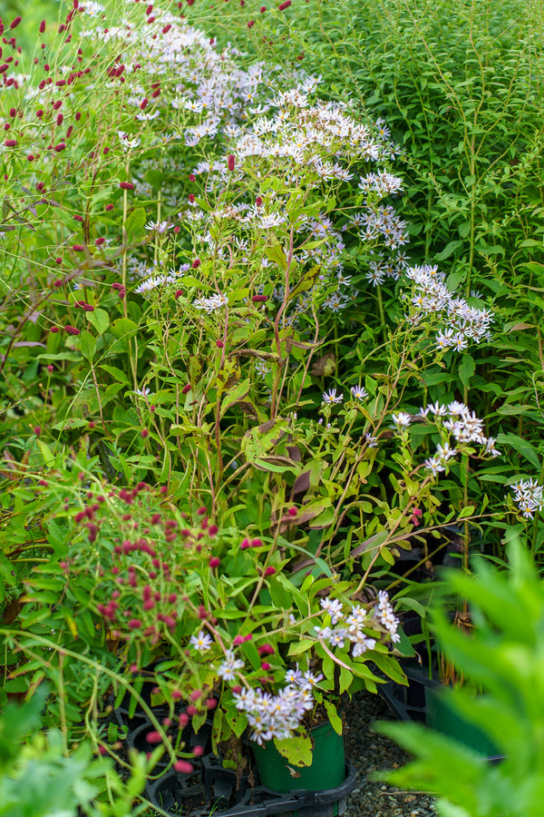 Twilight Bigleaf Aster